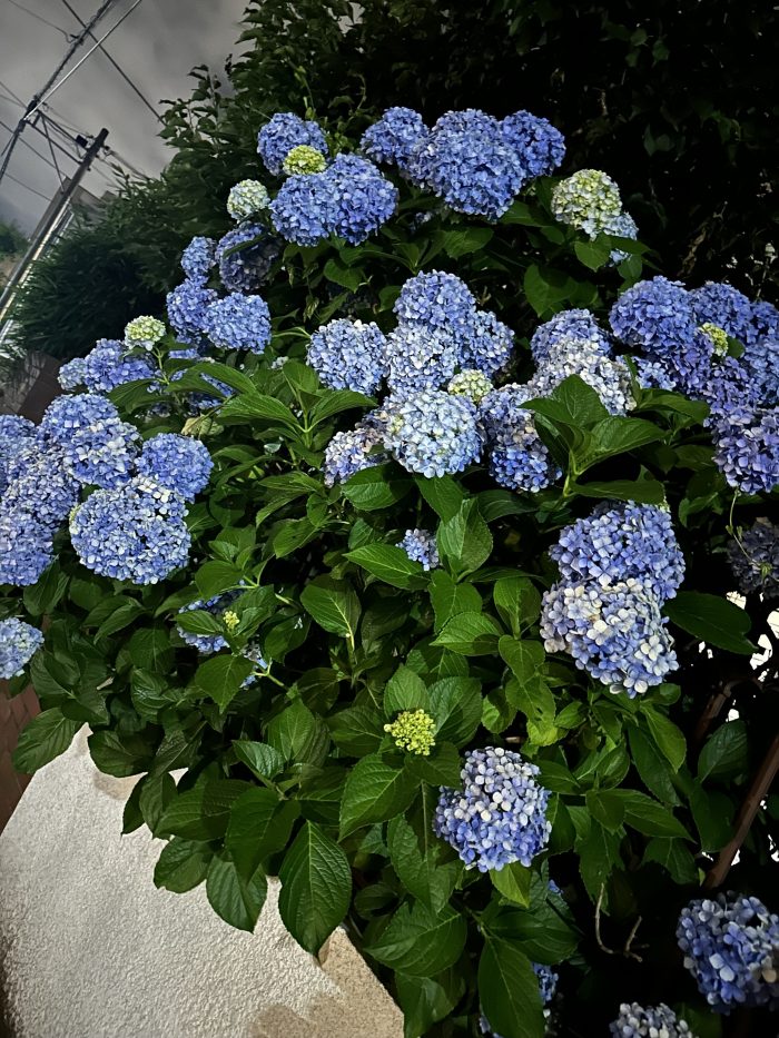 IMG_0717_2.jpeg