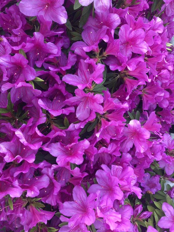 IMG_7545.jpeg